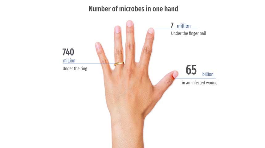 Miliardi di microbi risiedono sulle nostre mani e alcune aree delle mani sono difficili da pulire: 740 miliardi di microbi sotto l'anello, 7 miliardi di microbi sotto le unghie e 65 miliardi in una ferita infetta